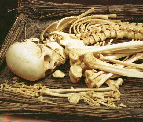 Reed Burial Skeleton